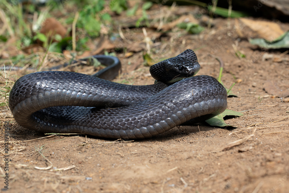 Fototapeta premium Sulawesi Mangrove Snake (Boiga dendrophila gemmicincta) Black Morph closeup, Boiga dendrophila gemmicincta ready to attack