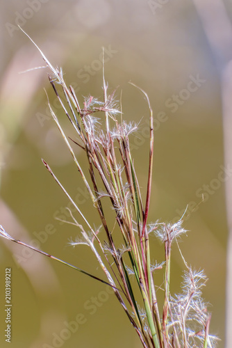 Crimson bluestem in the seeding stage