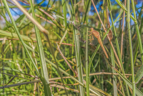 A red-faced dragonlet perched in a blade of grass
