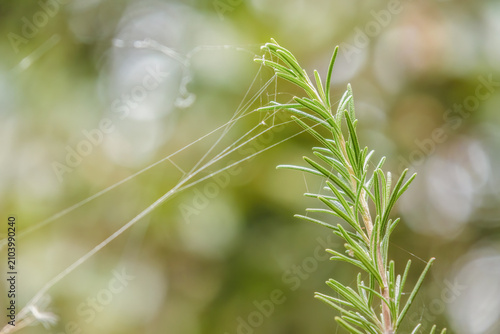 A sprig of rosemary with a lot of spiderweb lines attached to it