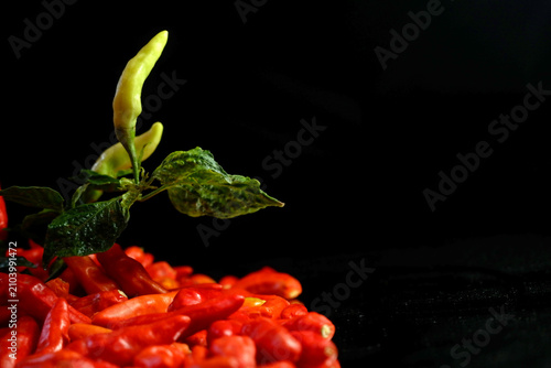 Schilderij op canvas Selective focus of a fresh green ghost pepper branch with leaves emerging from a vibrant pile of ripe red chilies against a striking black background
