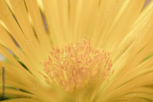 The yellow flower of the tiger jaws succulent plant fully opened
