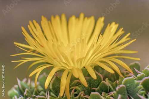 The yellow flower of the tiger jaws succulent plant fully opened