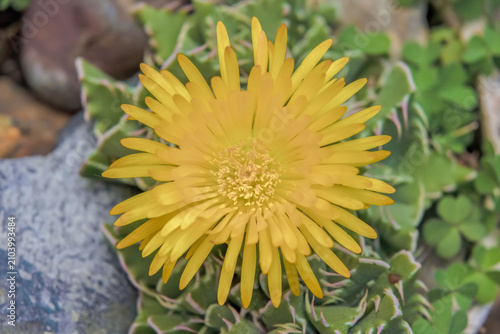 The yellow flower of the tiger jaws succulent plant fully opened