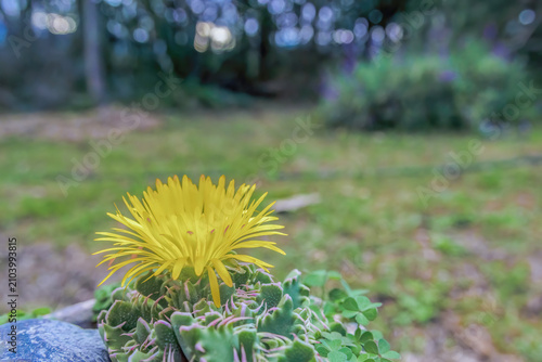The yellow flower of the tiger jaws succulent plant fully opened