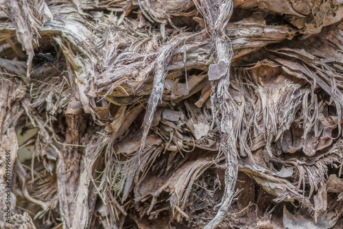 The texture of a withered agave plant