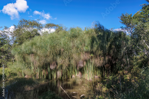 The murky water of a pond reflects the paper reed plants