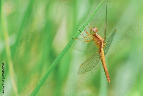 A red-faced dragonlet perched in a blade of grass