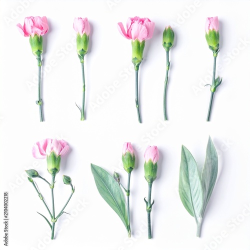 Delicate Pink Carnation Buds and Green Leaves Arranged on White