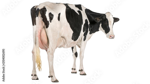 Konstfotografi Black and white holstein cow isolated on transparent background with holstein li