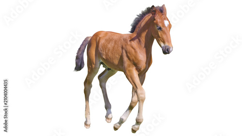 Obraz na płótnie Young brown foal prancing isolated on transparent background with prancing trott