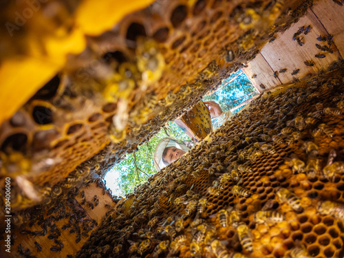 Beekeeper inspecting honeycombs inside the beehive. View from inside the hive of a beekeeper in a protective hat working with bees on frames symbolizing traditions and hard work
