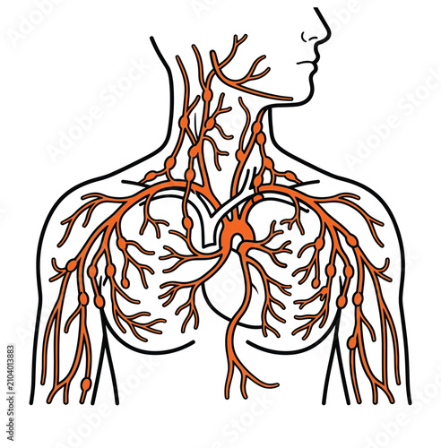 Foto Lymphatic system anatomy with lymph nodes and vessels in neck chest and shoulder