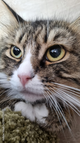 Obraz na płótnie Wide-eyed tabby cat with dilated pupils in extreme close-up