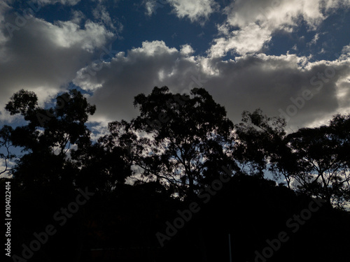 Dramatic Sky with dark clouds and large Eucalyptus trees in silhouette.