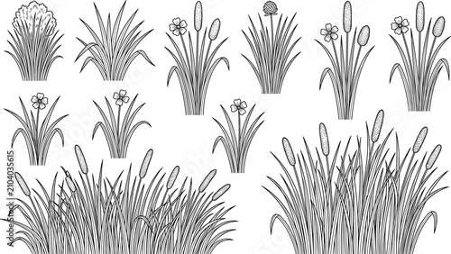 Fotografie Hand drawn line art vector set of wetland cattail reeds marsh grass and meadow f
