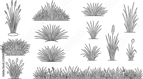 Schilderij op canvas Hand drawn line art vector set of wild meadow grass tufts and wetland cattail re