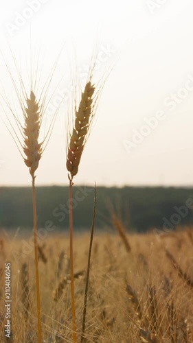 Two golden wheat ears close up in field at sunset vertical format, ripe cereal crop spikelets, agricultural land harvest concept background