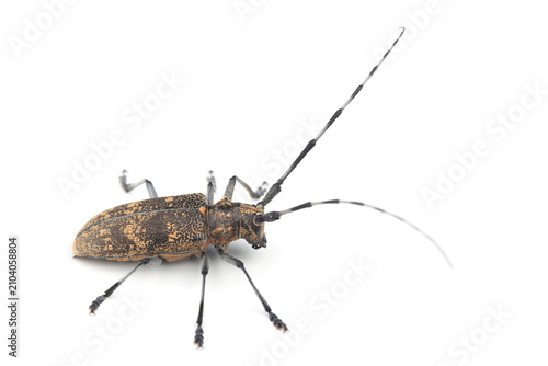 Fotografía The pine sawyer beetle (Monochamus galloprovincialis) isolated on white