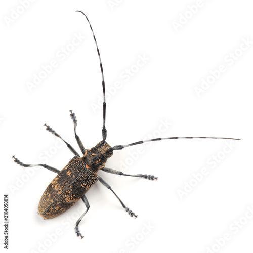 Bild auf Leinwand The pine sawyer beetle (Monochamus galloprovincialis) isolated on white