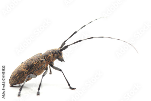 Принти на полотні The pine sawyer beetle (Monochamus galloprovincialis) isolated on white