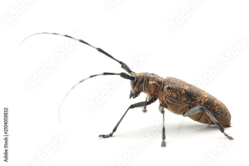 Canvastavla The pine sawyer beetle (Monochamus galloprovincialis) isolated on white
