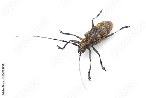 Obraz na płótnie The pine sawyer beetle (Monochamus galloprovincialis) isolated on white