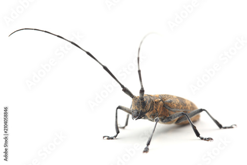 Картината върху платно The pine sawyer beetle (Monochamus galloprovincialis) isolated on white