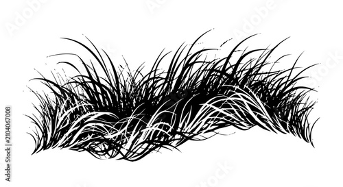 Silhouette of tall ornamental grass clump isolated on white background