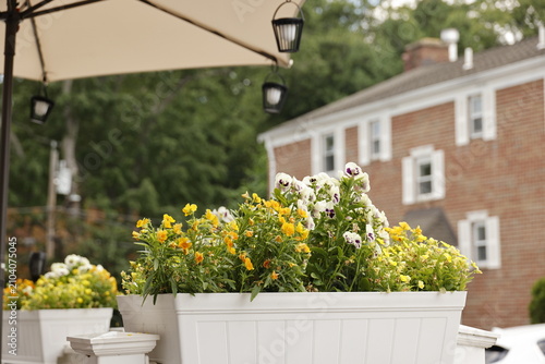 Vibrant Yellow and White Flowers Adorn Planters Outside a Traditional Brick Building Daylight