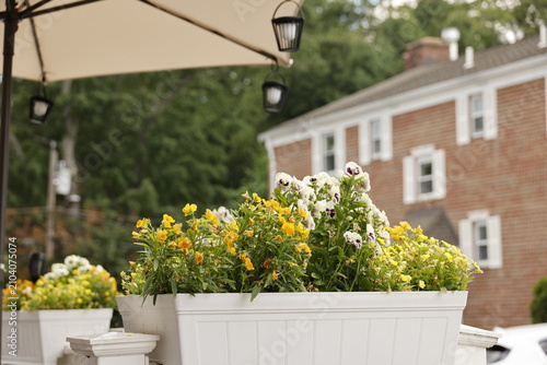 Vibrant Yellow and White Flowers Bloom in Planters Under an Umbrella by a Brick Building
