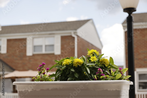 Vibrant Yellow and Purple Flowers in a Planter Against a Suburban Neighborhood Backdrop