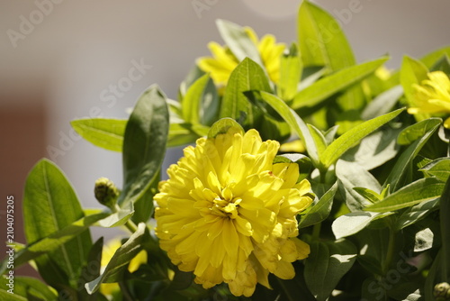 Vibrant Yellow Flower Blossom with Green Foliage in Bright Sunlight, Botanical Garden View