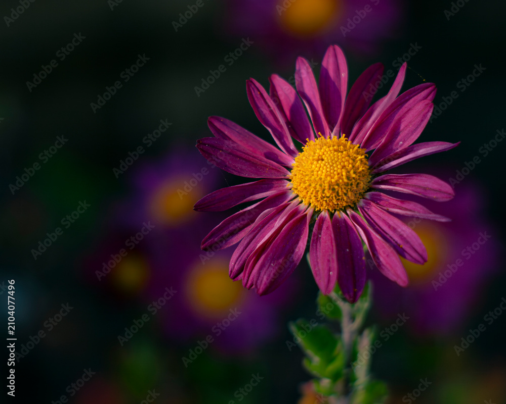 Fototapeta premium Radiant purple chrysanthemum bloom with golden heart glowing in soft daylight 