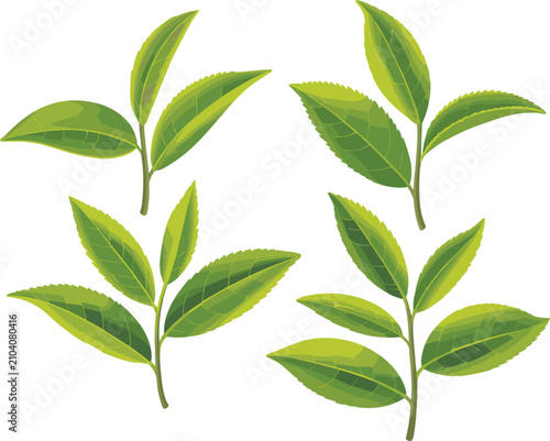 Green tea leaf collection, botanical foliage branch vector set for organic nature branding and packaging design