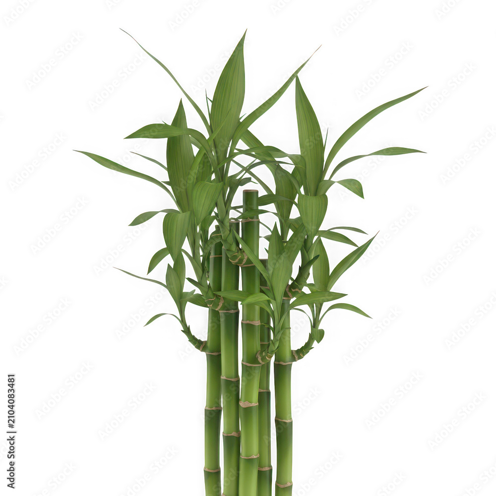 Fototapeta premium Fresh green bamboo stalks with lush leaves