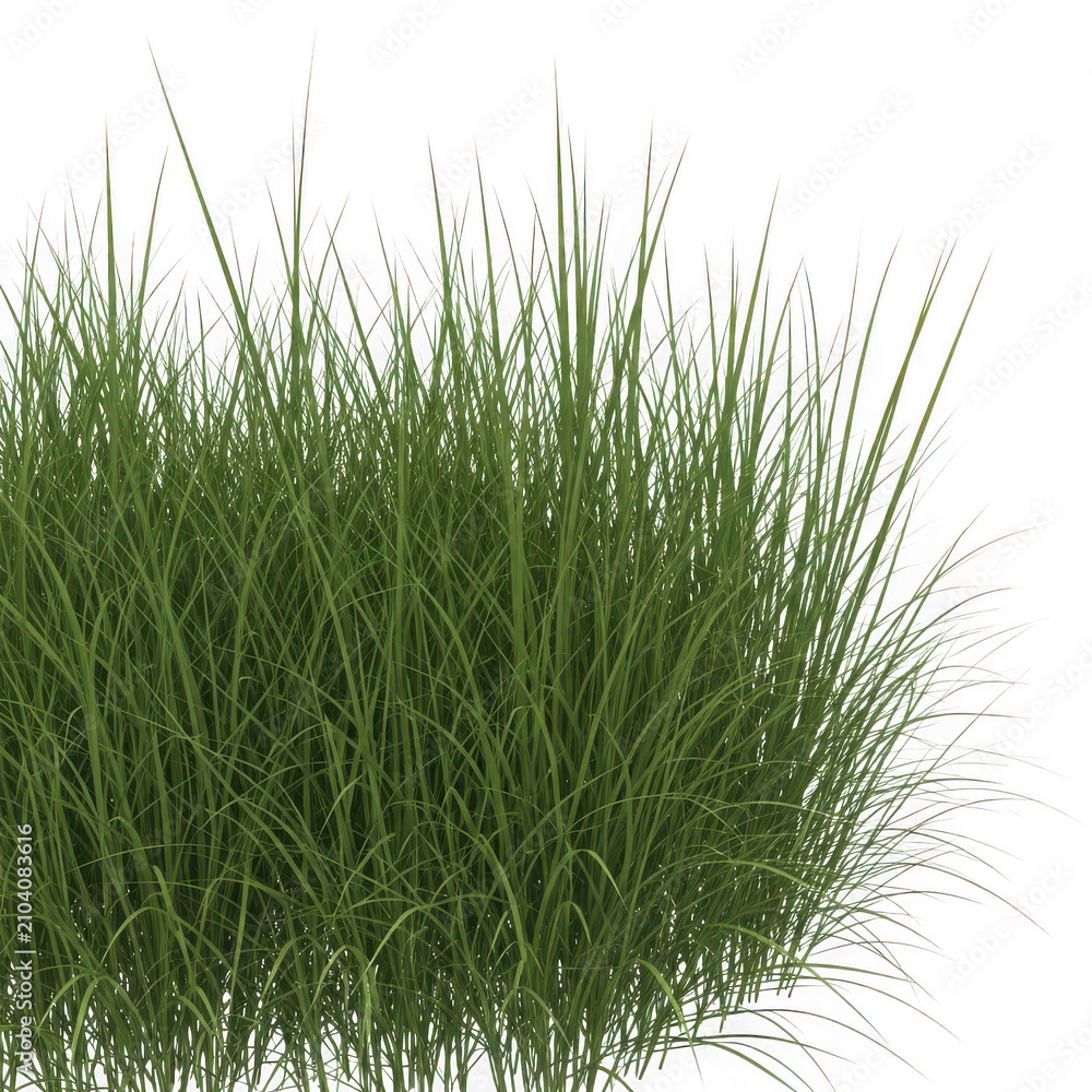 Fototapeta premium Fresh green grass patch on a nature background