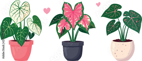 Obraz na płótnie Potted caladium houseplants vector illustration collection featuring vibrant elephant ear cultivars with pink, white, and variegated heart shaped patterned foliage