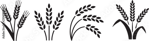 Wheat stalk icons, cereal crop ears and agricultural grain harvest symbols in black silhouette and stalks, plant, and time