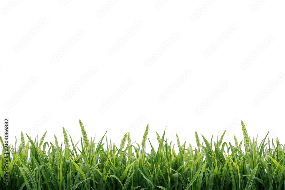 Fototapeta premium Fresh green grass blades border forming a natural lush lawn and meadow foreground element on transparent background