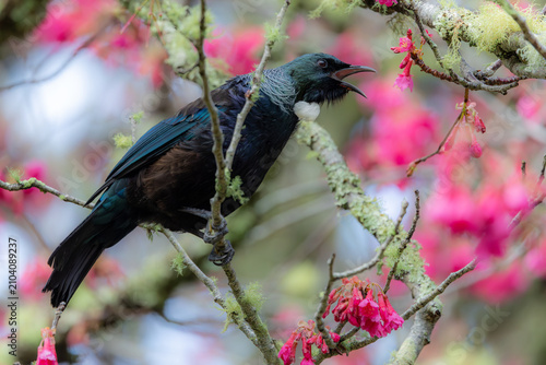 Картината върху платно A Tui bird with its distinctive white throat tuft perches on a branch amidst vibrant pink blossoms in Cornwall Park, Auckland, New Zealand, showcasing the beauty of native wildlife during spring
