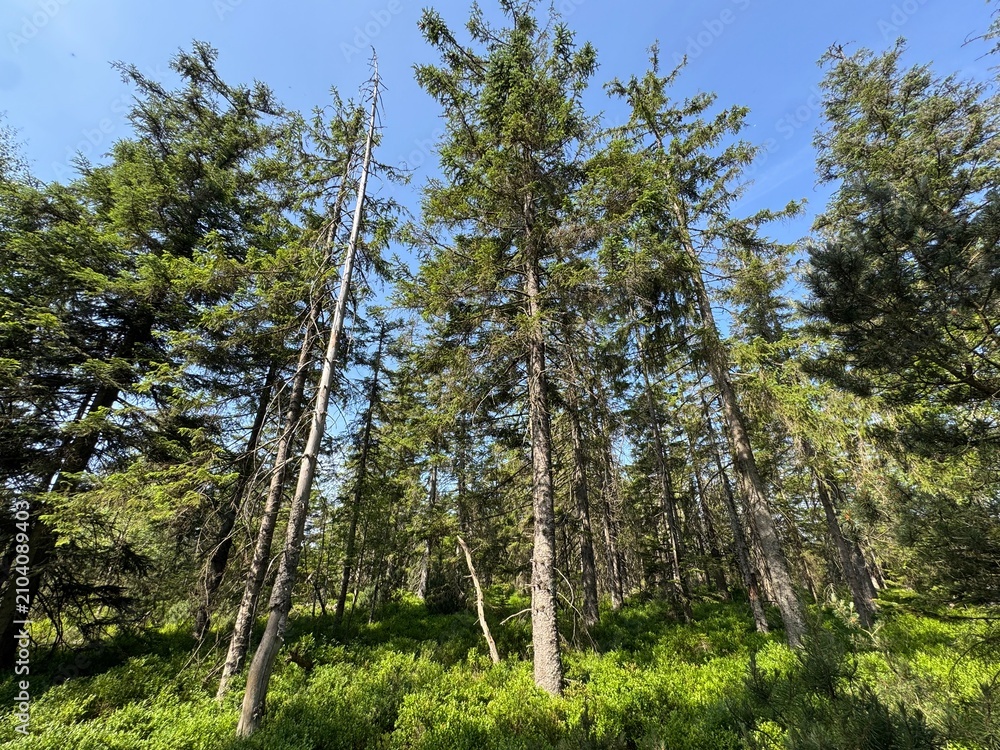 Fototapeta premium High moorland landscape in Kaltenbronn nature and forest reserve (Black Forest Middle-North Nature Park, Germany) - Hochmoorlandschaft im Natur- und Waldschutzgebiet Kaltenbronn (Naturpark Schwarzwald