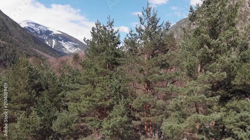 Caucasus, North Ossetia. Digoria Gorge. Pine trees against a backdrop of mountains.