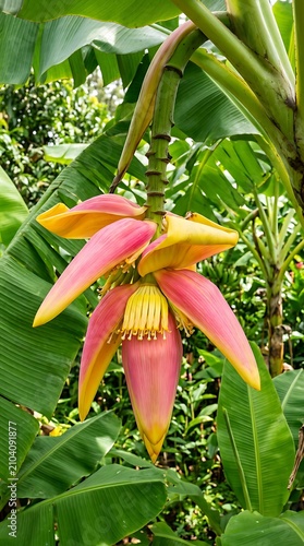 Vibrant Banana Flower in Tropical Garden Setting.