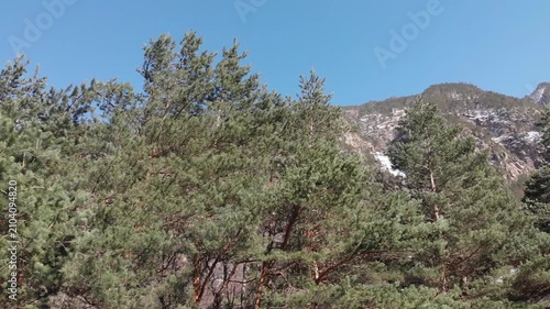 Caucasus, North Ossetia. Digoria Gorge. Pine trees in the mountains.