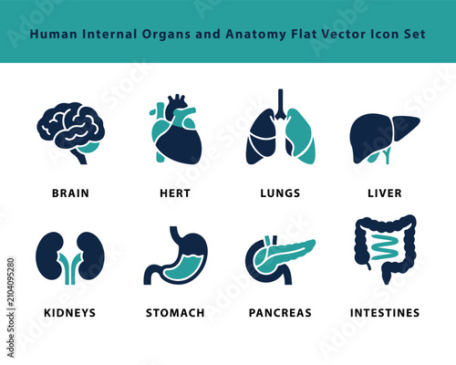 Human Internal Organs Flat Vector Icon Set Against A White Background anatomy biological body brain