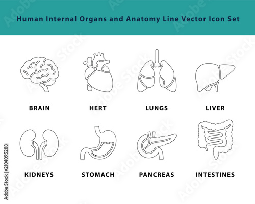 Human Internal Organs Line Vector Icon Set On A Teal Background Displaying Anatomy biological body