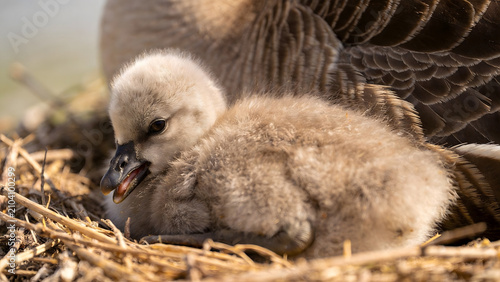 Φωτογραφία A fluffy fledgling bird in a nest, smaller than its siblings, with a soft-focus background