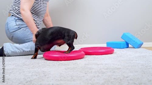A black and tan dachshund dog steps across pink textured balance discs while a woman kneels beside it offering guidance and a treat, a concept of canine fitness training at home.