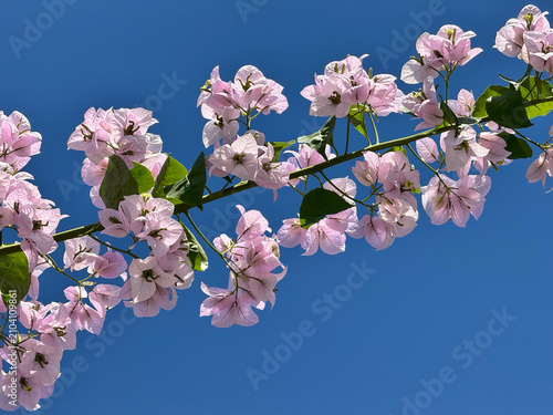 Konstfotografi Delicate pink blossoms on tree branches against blue sky, spring nature background, floral freshness, seasonal renewal, garden beauty, Easter season